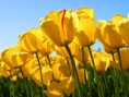 /album/o-anoitecer-de-um-reinado/tulips-jpg/