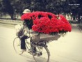 /album/o-anoitecer-de-um-reinado/bicicleta-carregando-flores-jpg1/